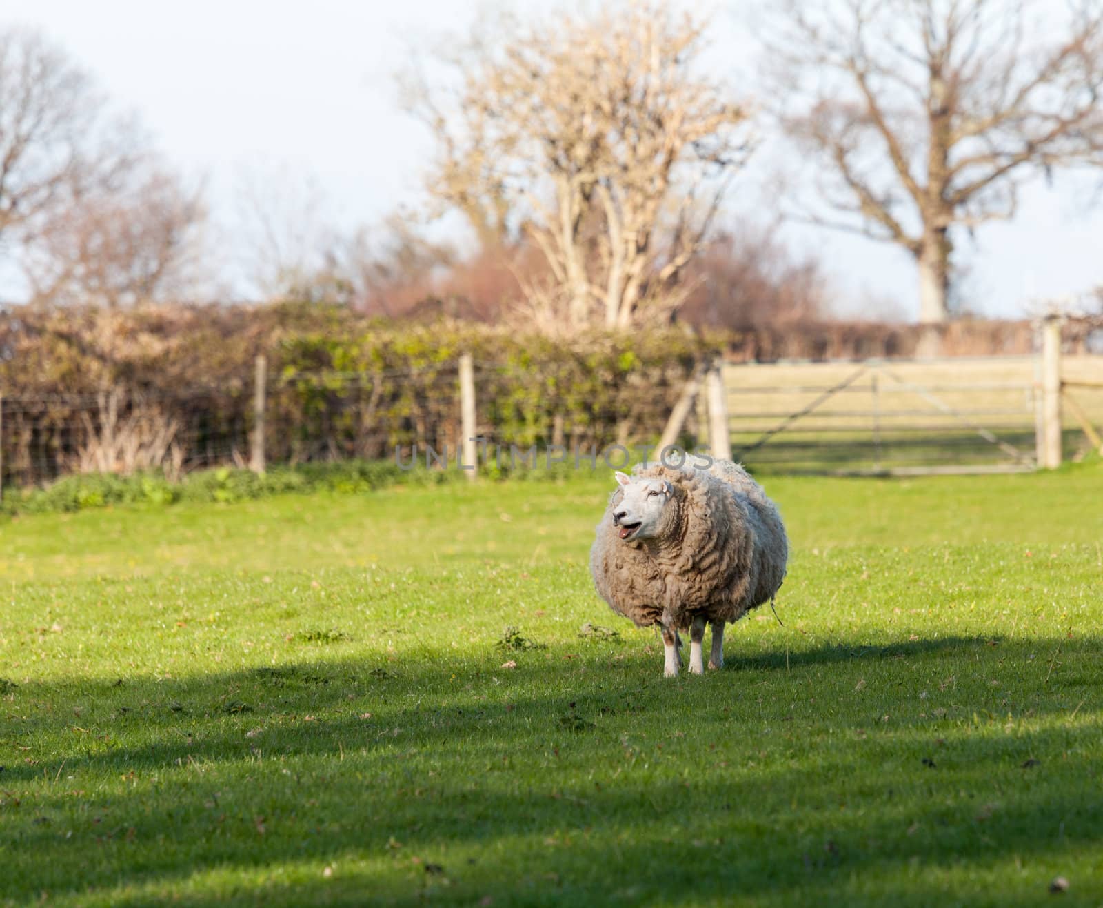 Sheep in meadow in Wales with very large amount of wool in round shape