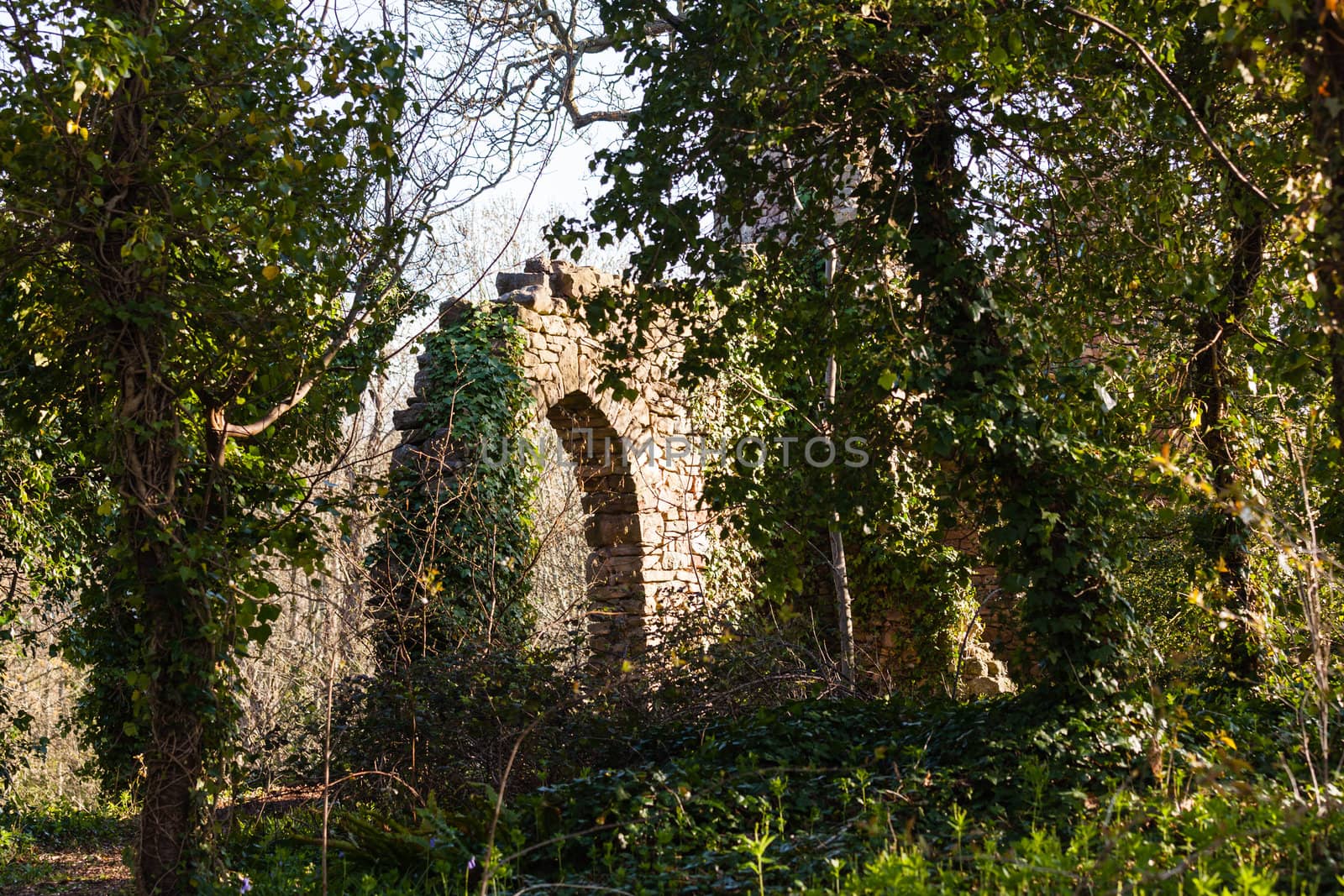 Forest trees overgrow walls of ruined castle