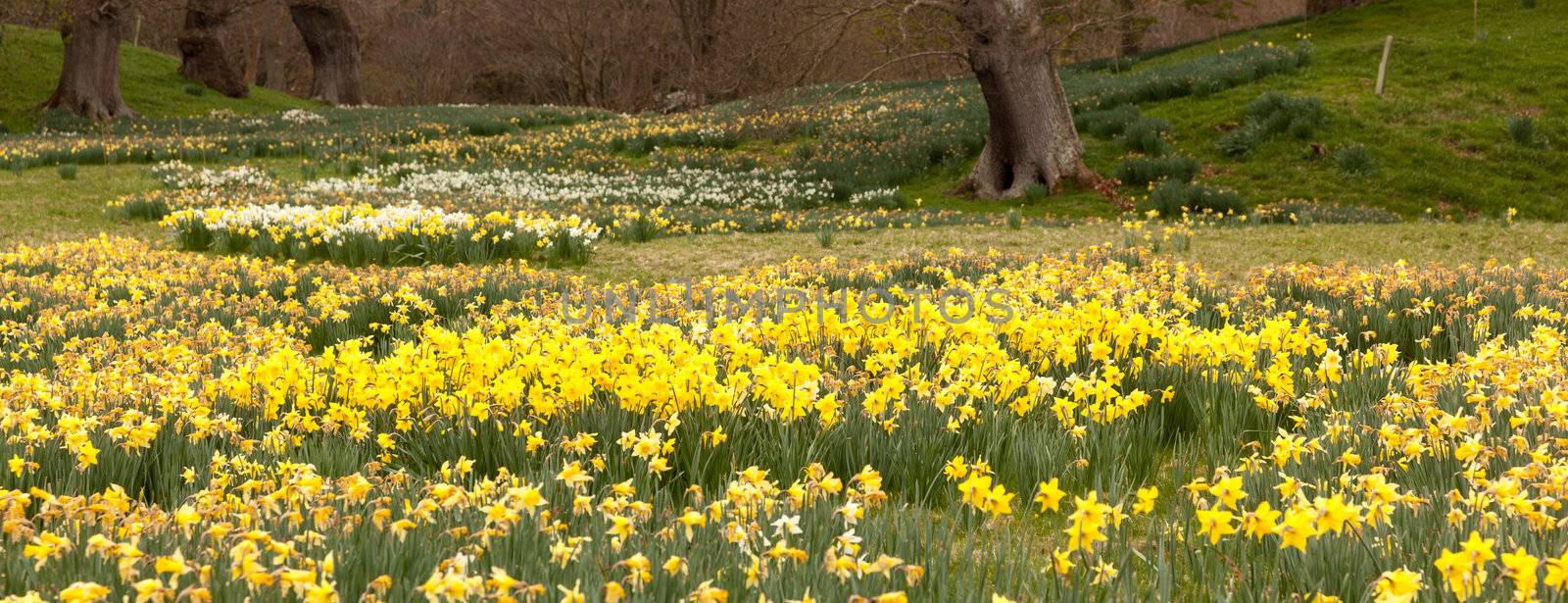 Daffodils surround trees in rural setting by steheap