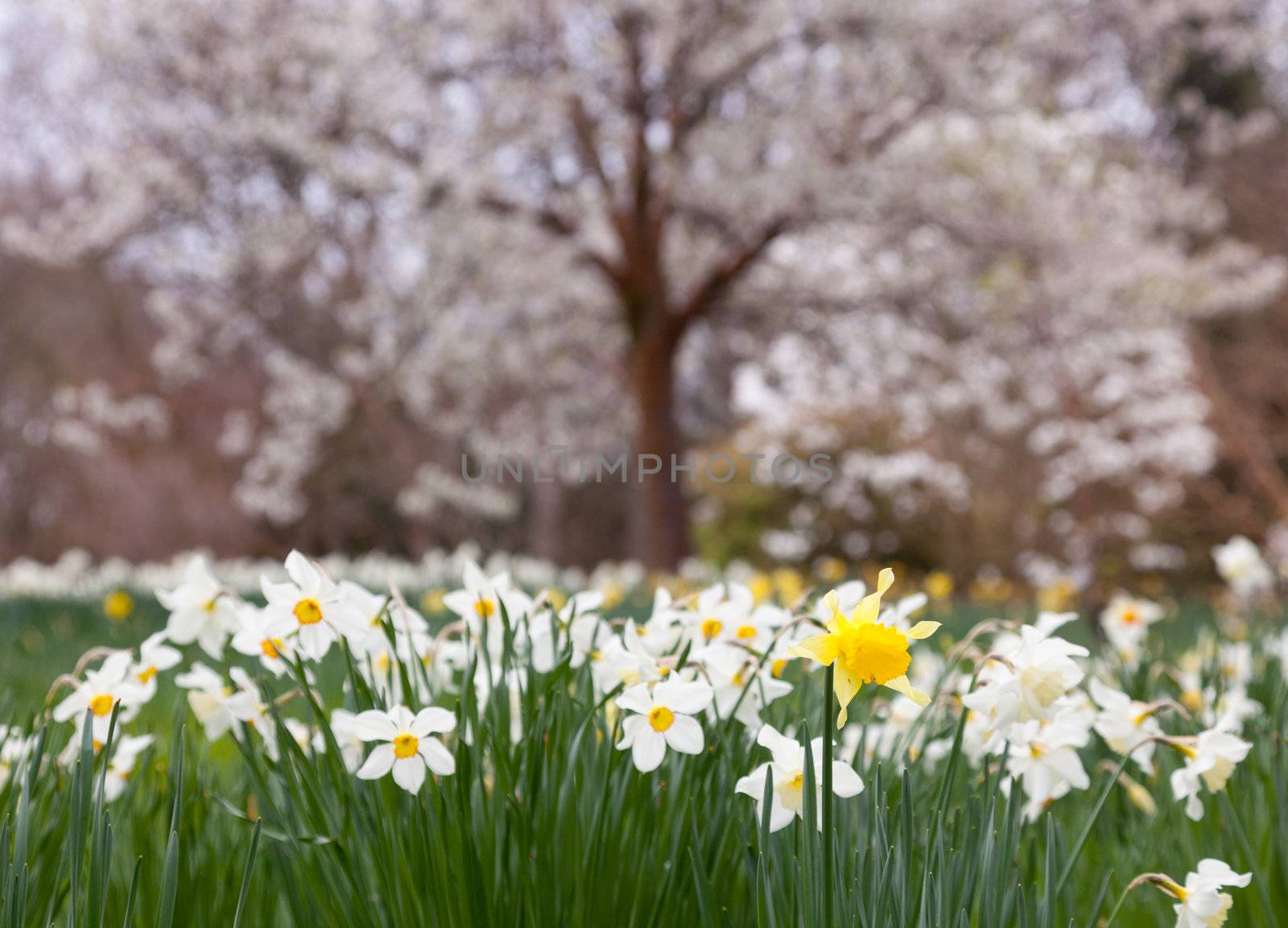 Panorama of banks of daffodil flowers with distant trees in blossom