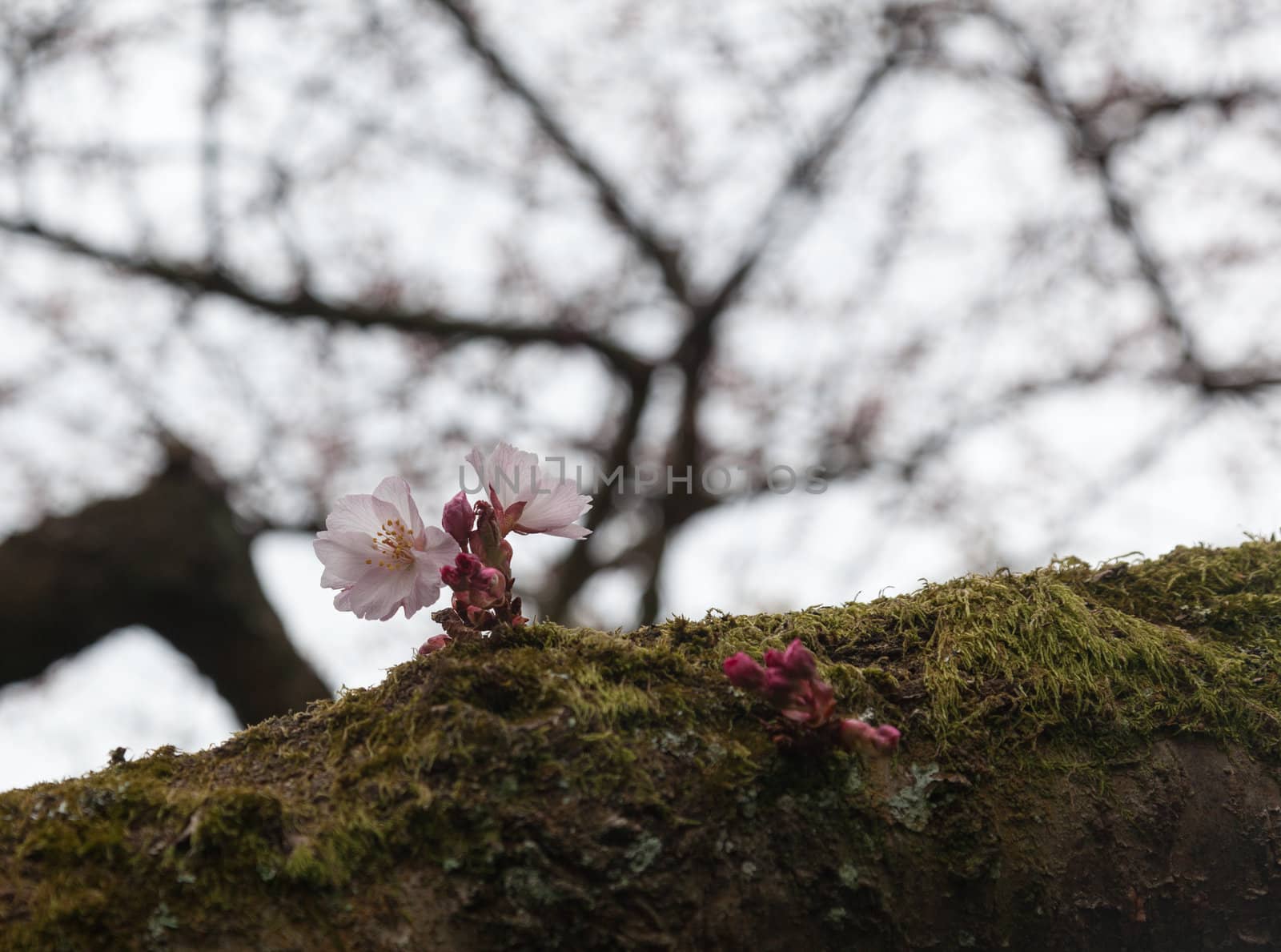 Flowers of cherry blossom tree growing on mossy branch