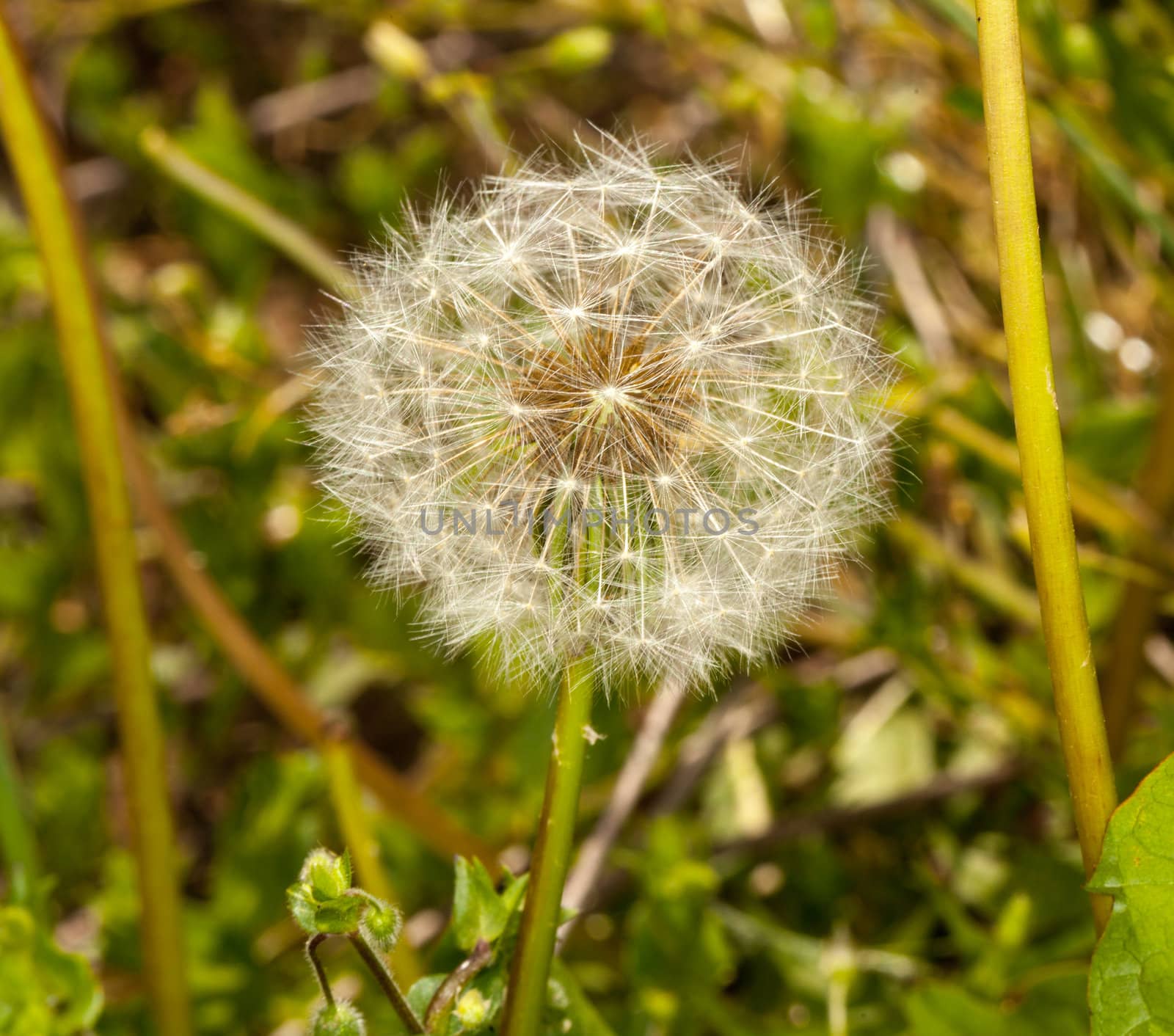 Macro image of the head of a dandelion with seeds