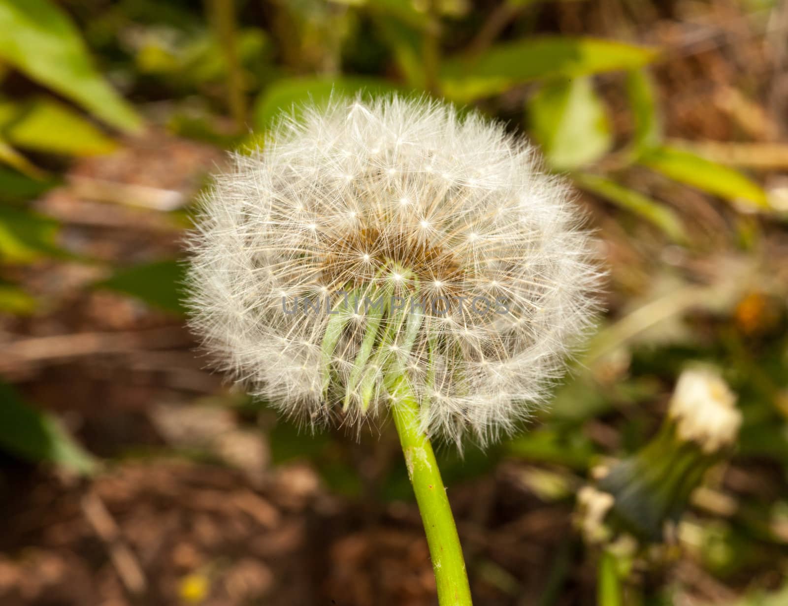 Macro image of the head of a dandelion with seeds