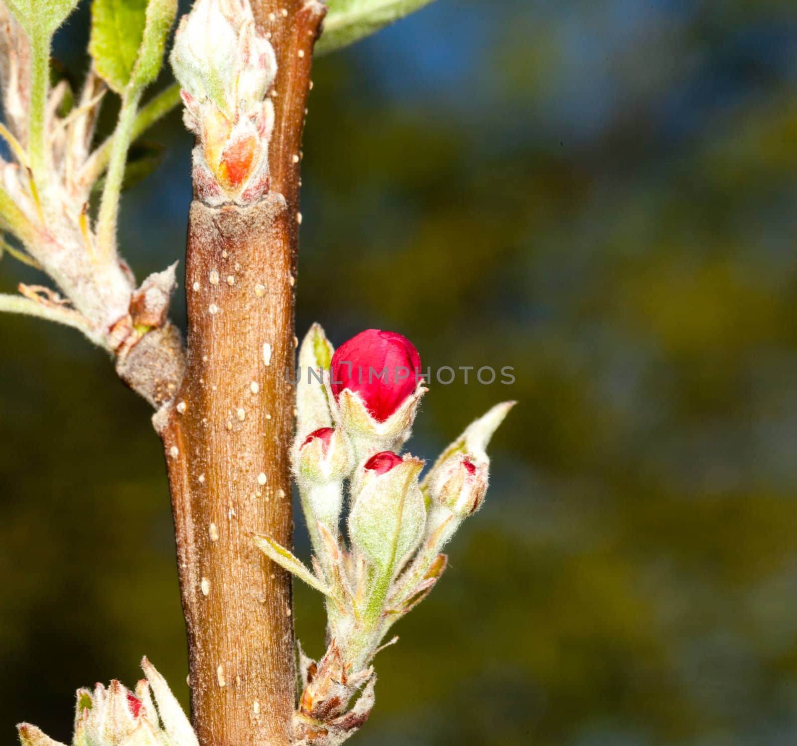 Flowers of apple blossom tree growing on small branch