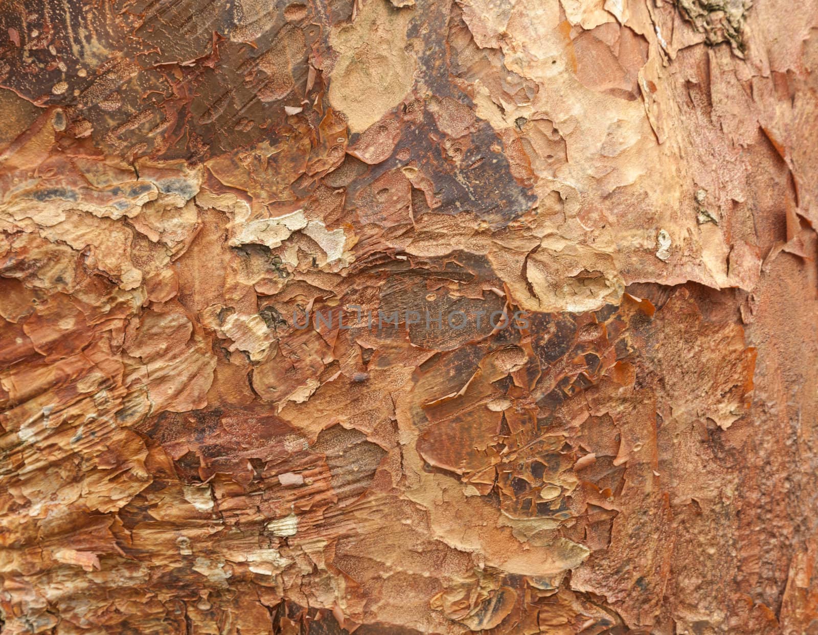 Close up shot of peeling bark on tree trunk for texture and background