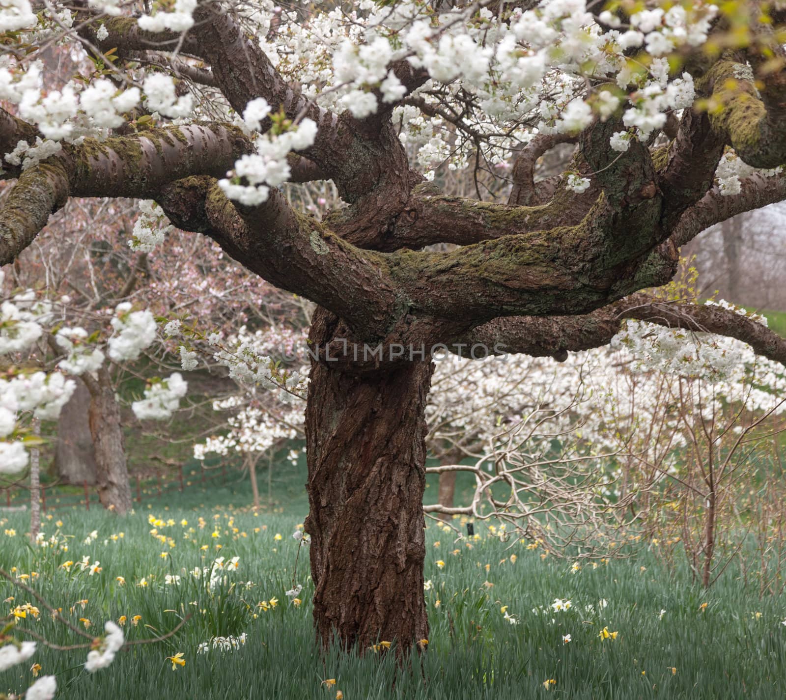 Flowers of cherry blossom tree with the daffodils out of focus behind