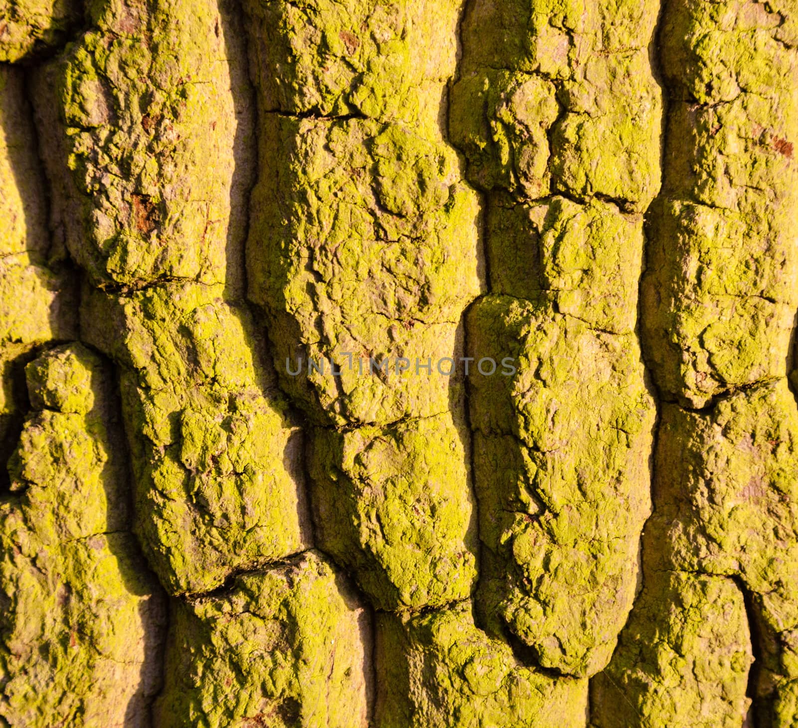 Close up shot of moss covered tree trunk for texture and background