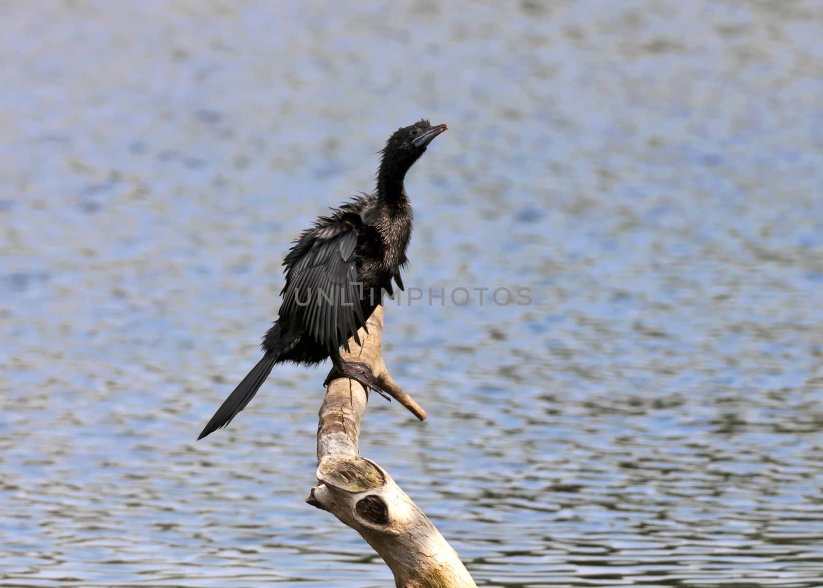 Bird, Little Cormorant, Phalacrocorax niger, basking in sun, perched, tree branch, drying wings beside water body