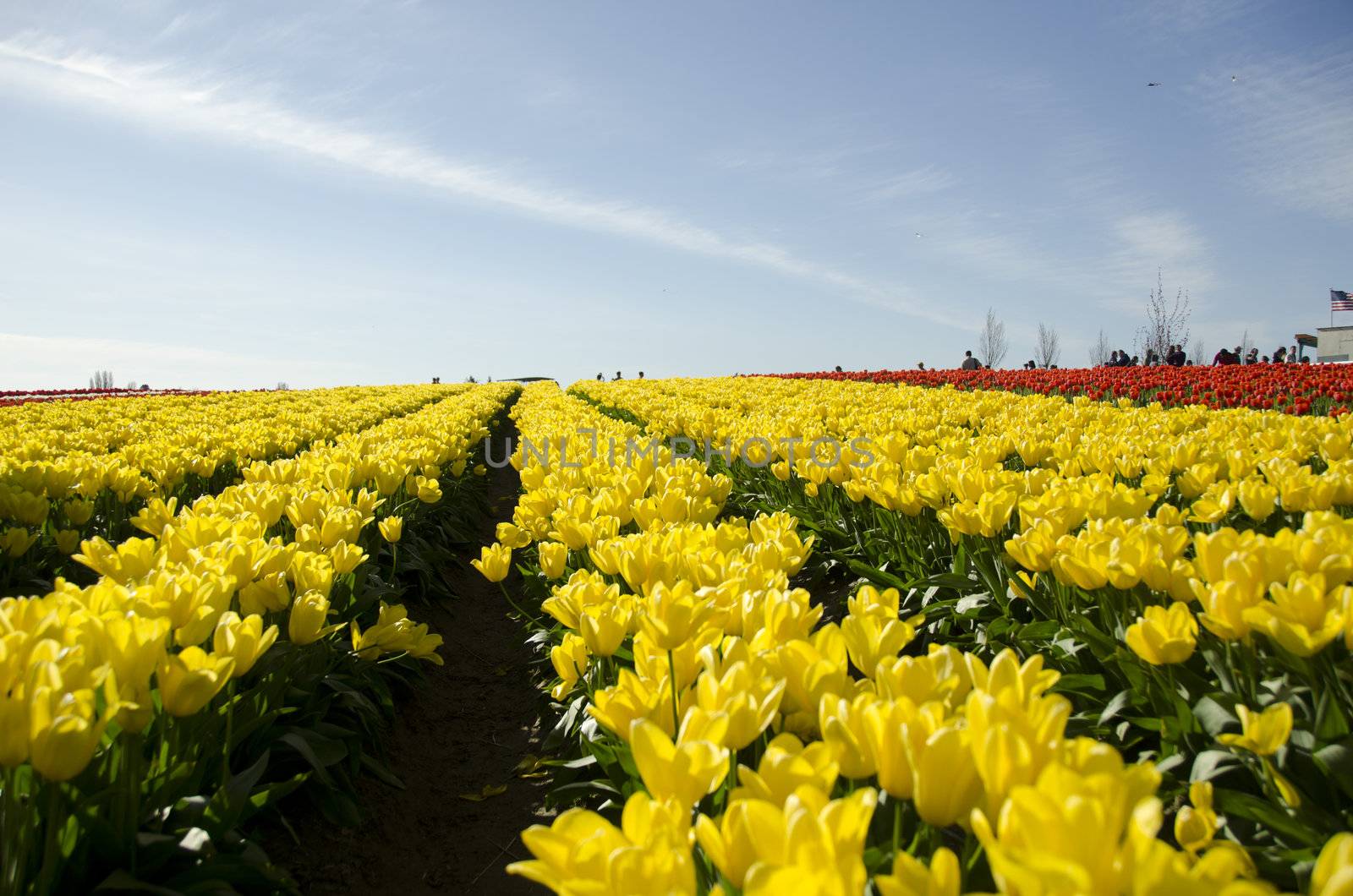 a field of tulips in full bloom in the spring