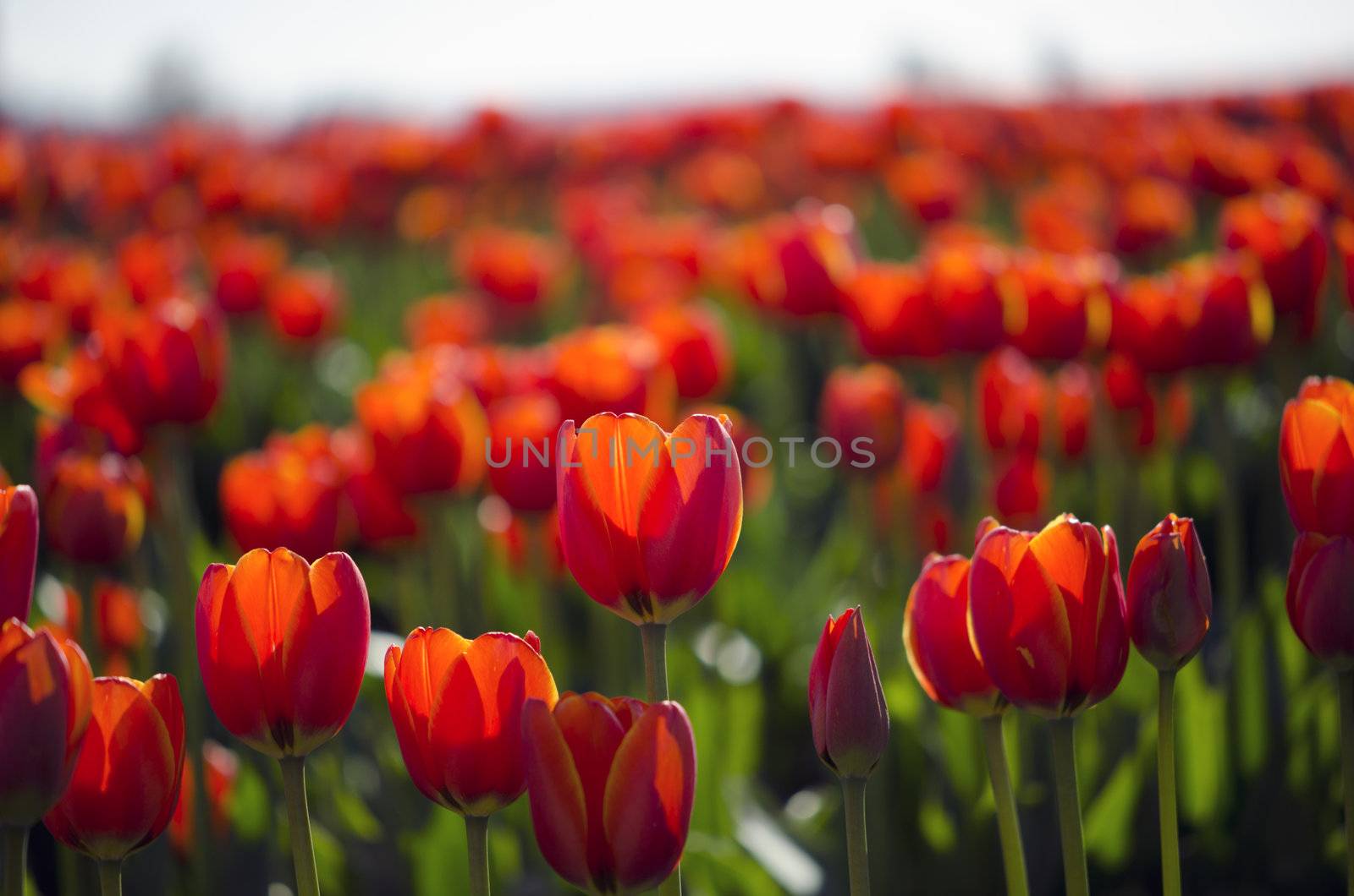 field of red tulips in full bloom - spring