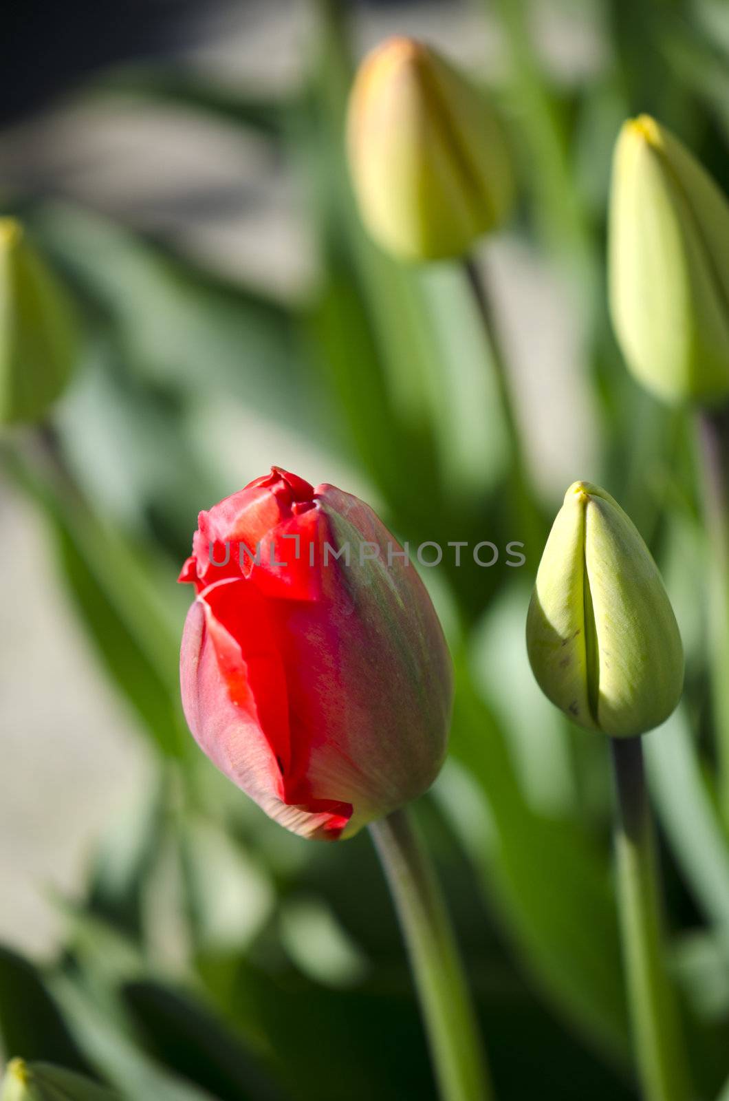 red tulip in the field of yellow tulips by seattlephoto