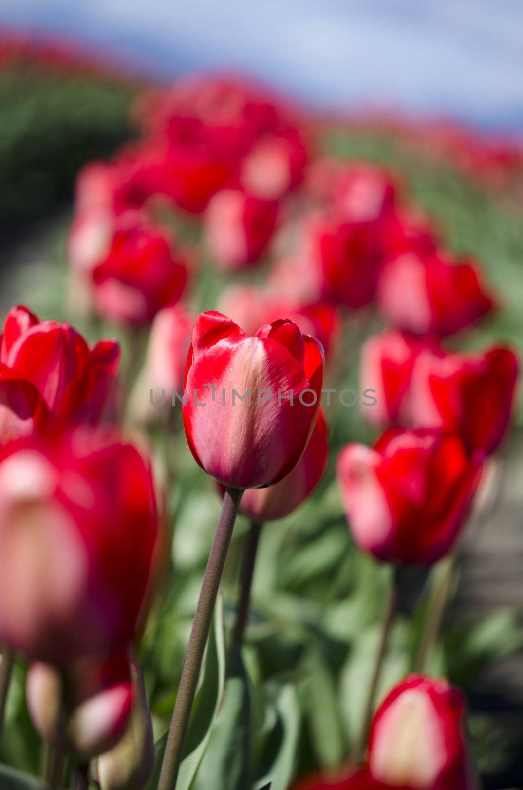 a field of red tulips with one in the focus