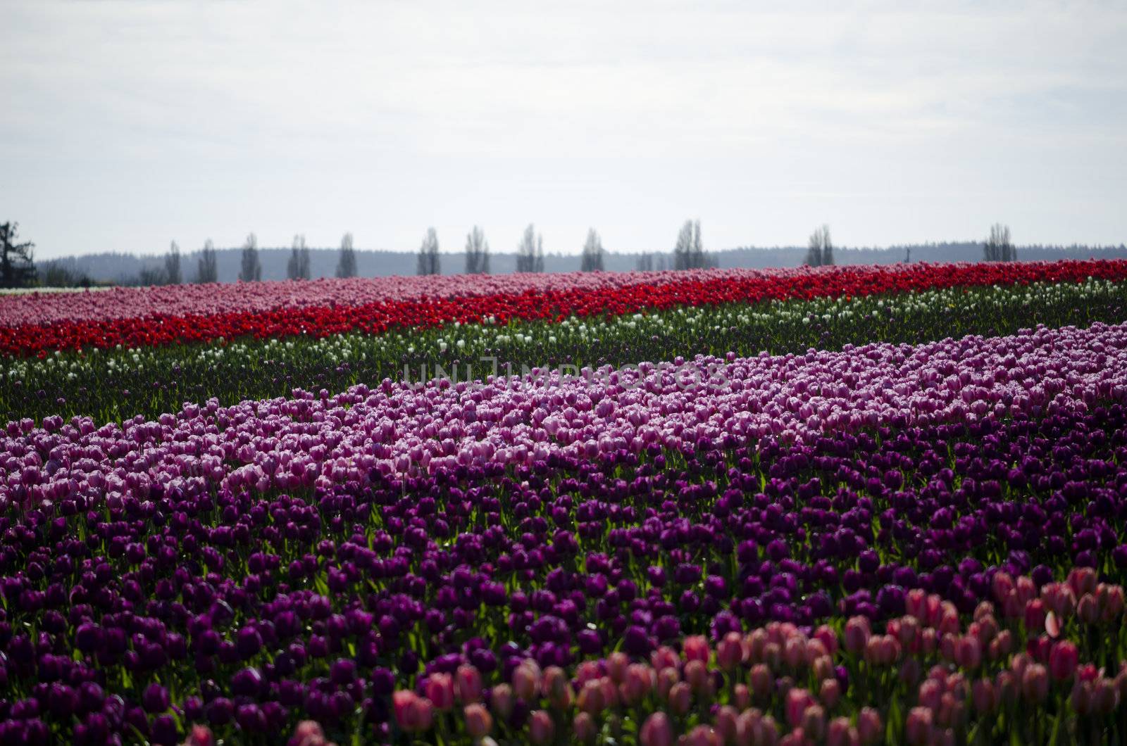 field of tulips by seattlephoto