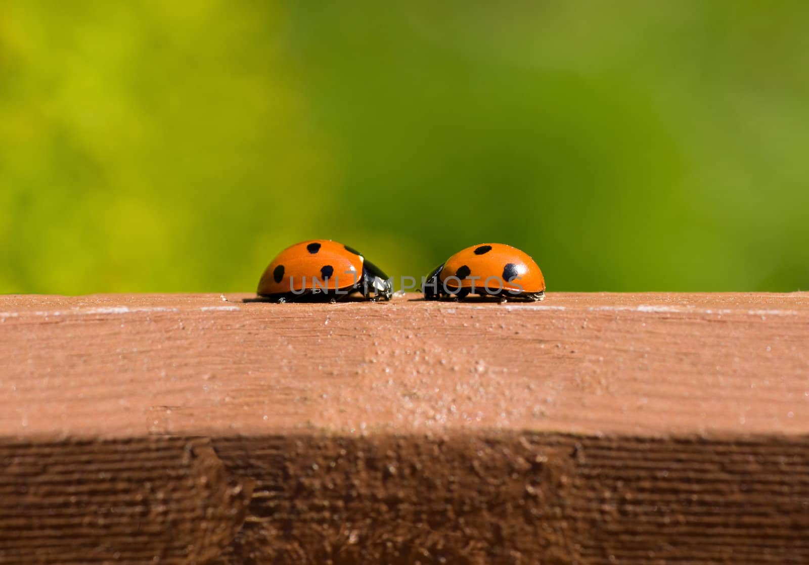 two ladybirds meeting on a piece of wood