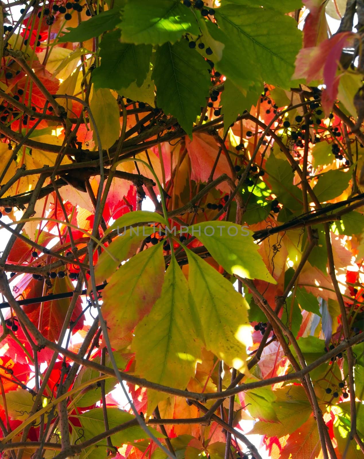 Leaves of wild grapes in October