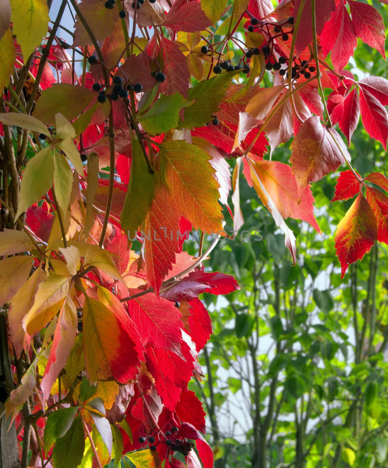 Leaves of wild grapes in October