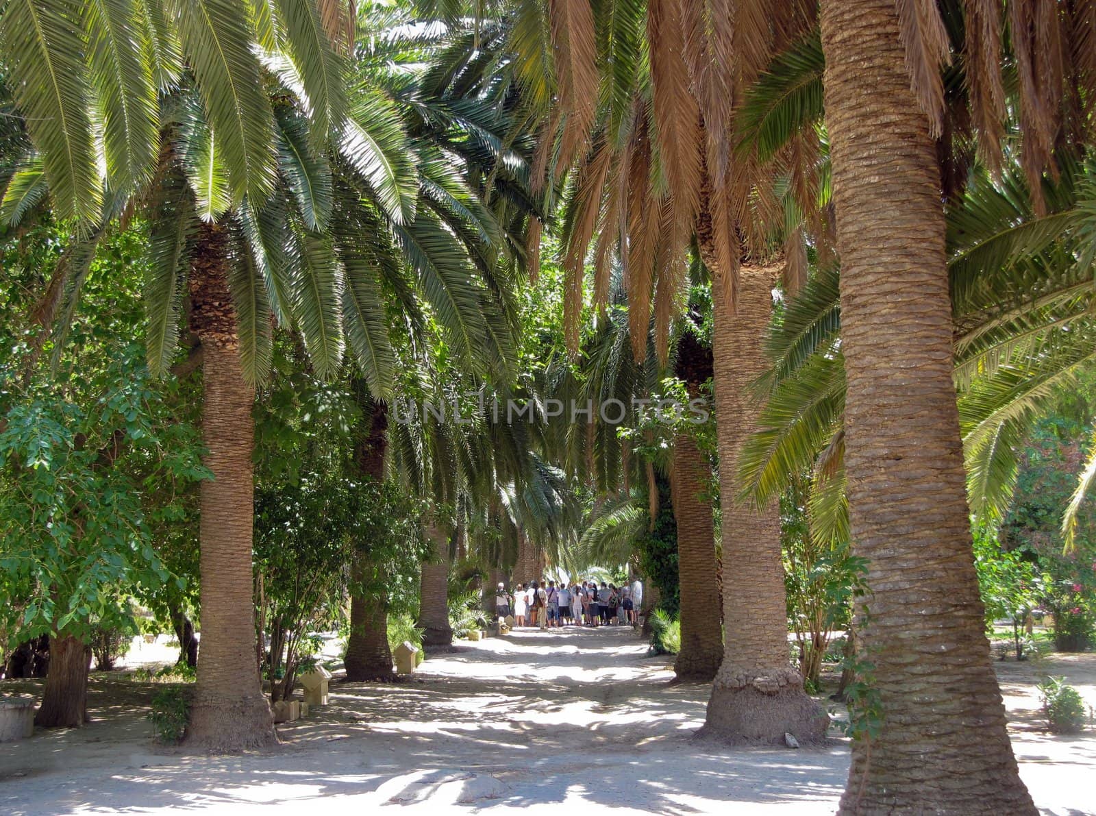 Palm alley in the park in Tunisia