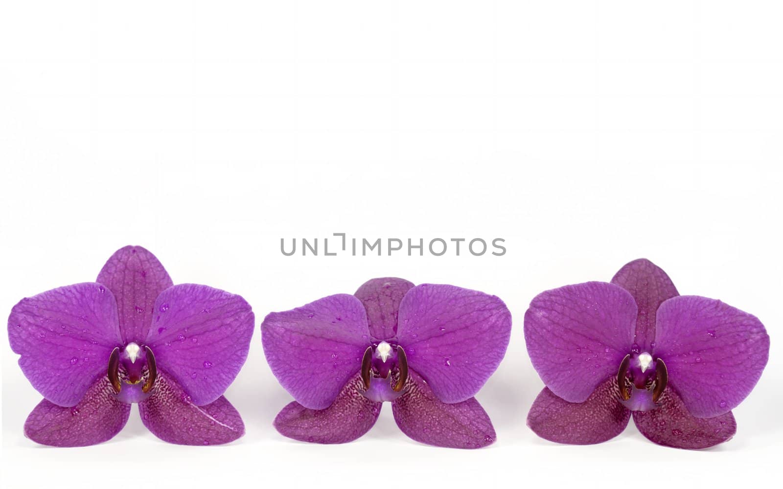 three orchid on white background