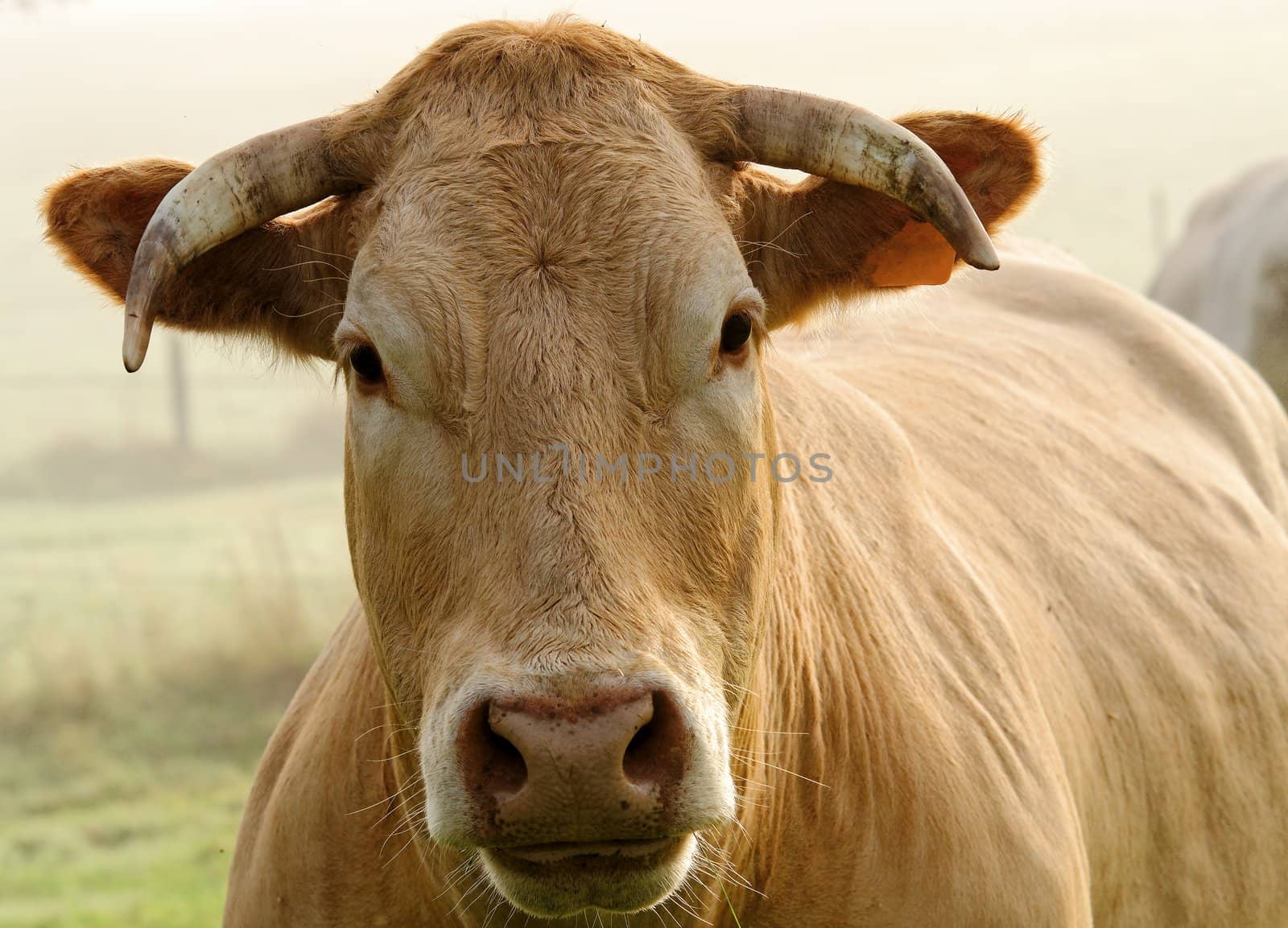 a beef portrait