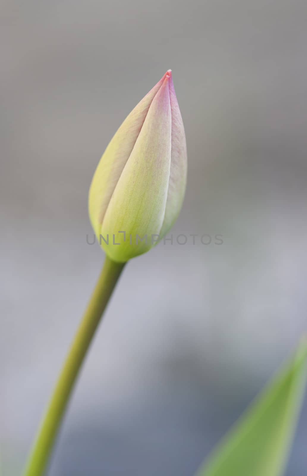 Detail of the tulip - papula of tulip