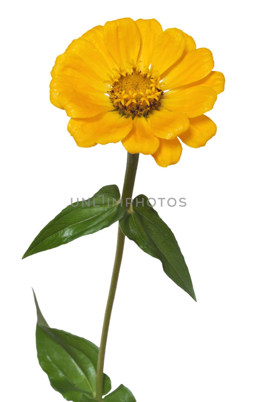Flower Zinnia isolated by alexcoolok