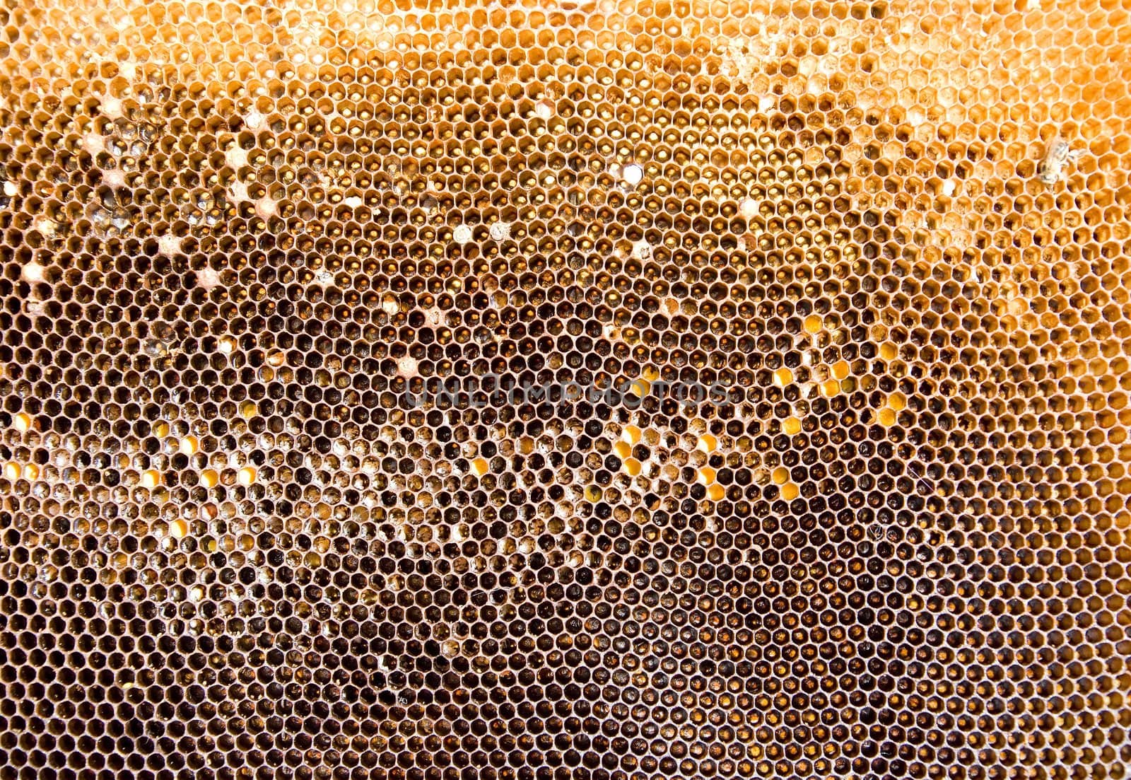 Honeycomb mesh by sauletas