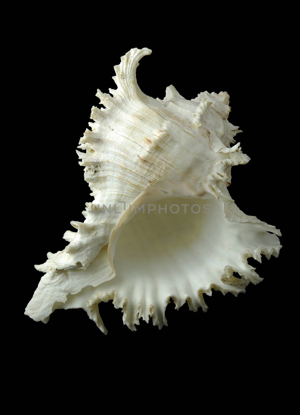 sea shell on the black background vertical oriented