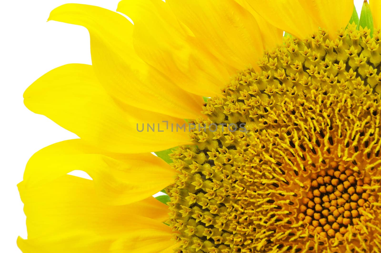 a quarter of sunflower disk