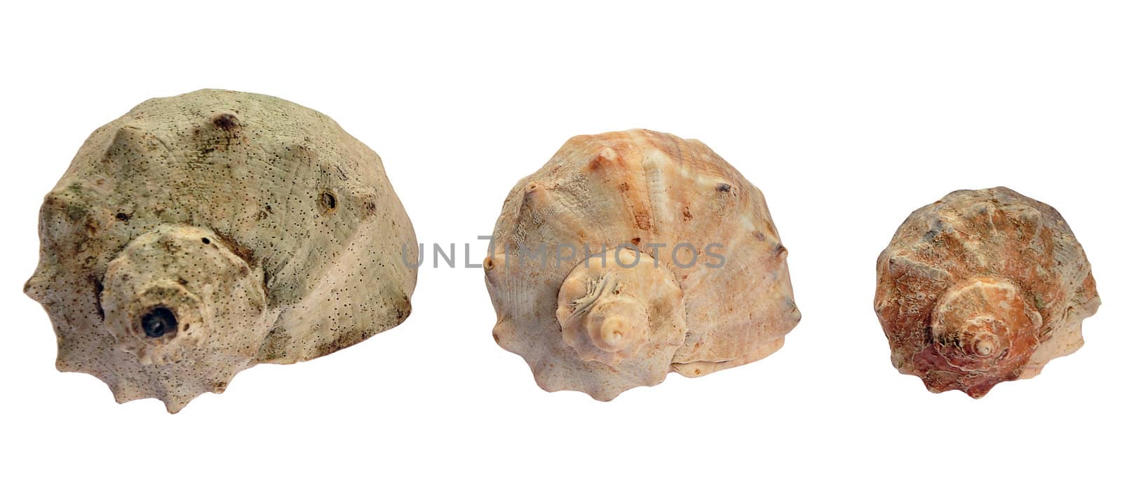 three different size shells from back