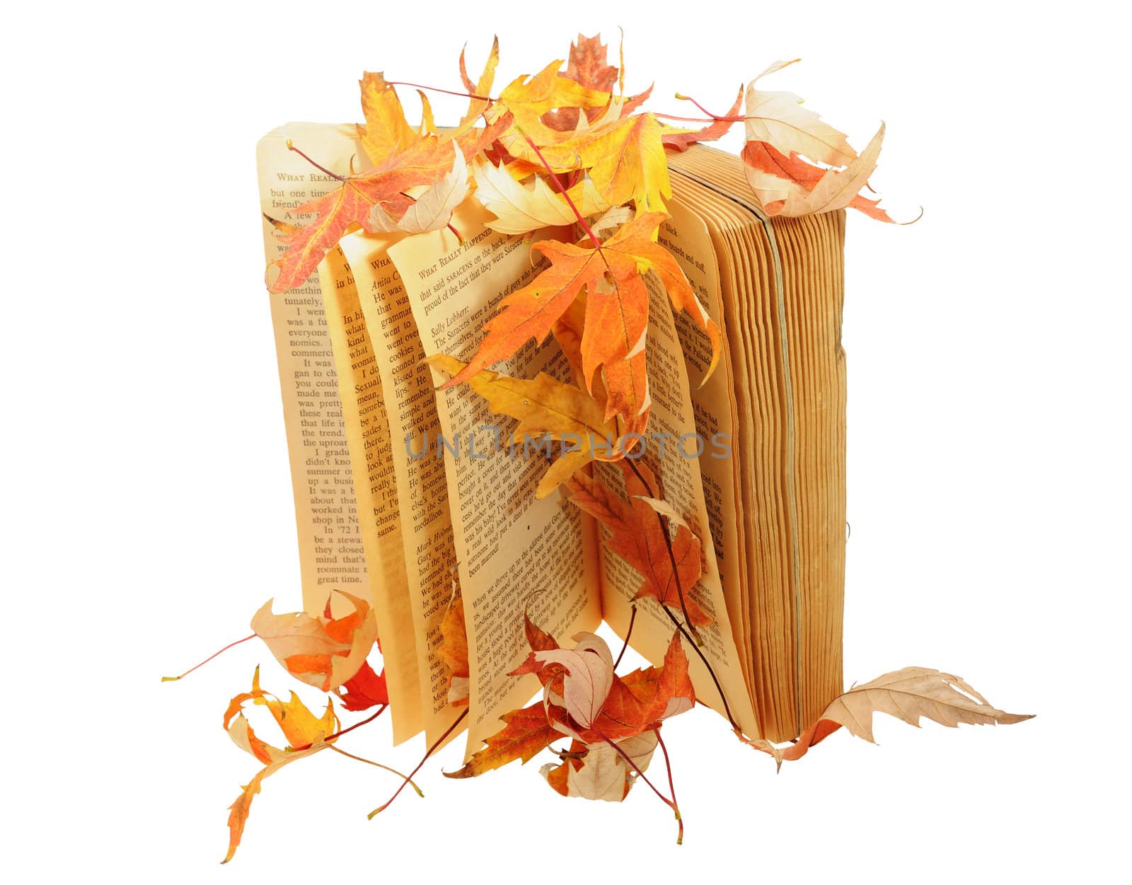 Book under leaves isolated
