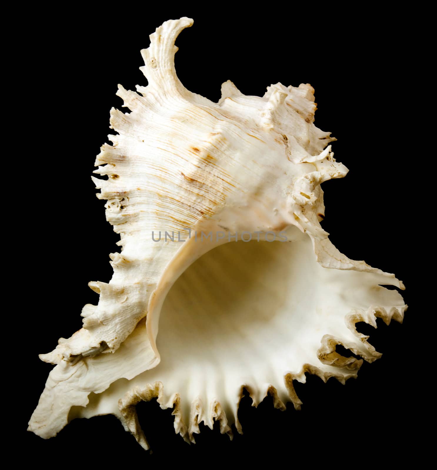 Cute sea shell on the black background
