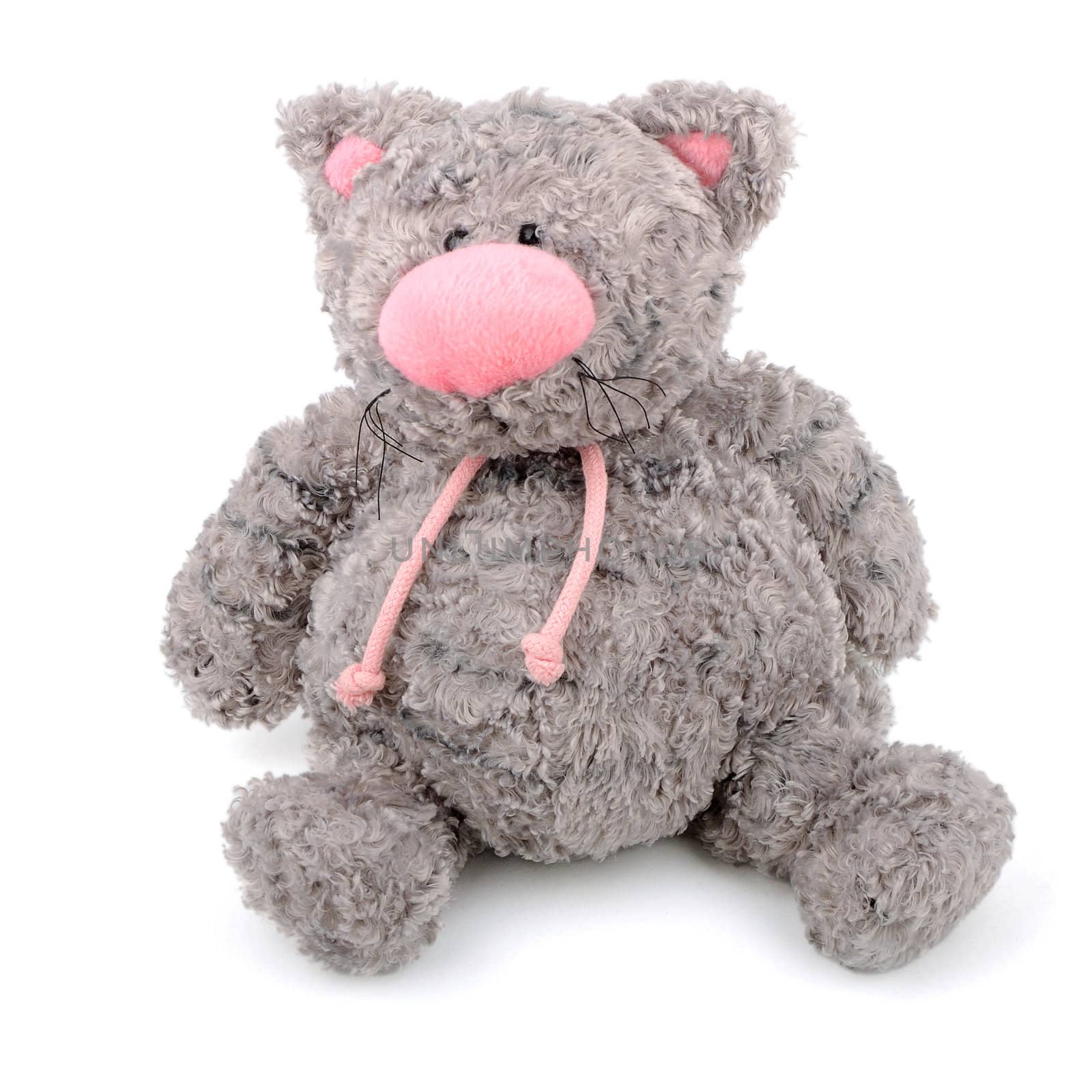 grey teddy cat with pink nose isolated