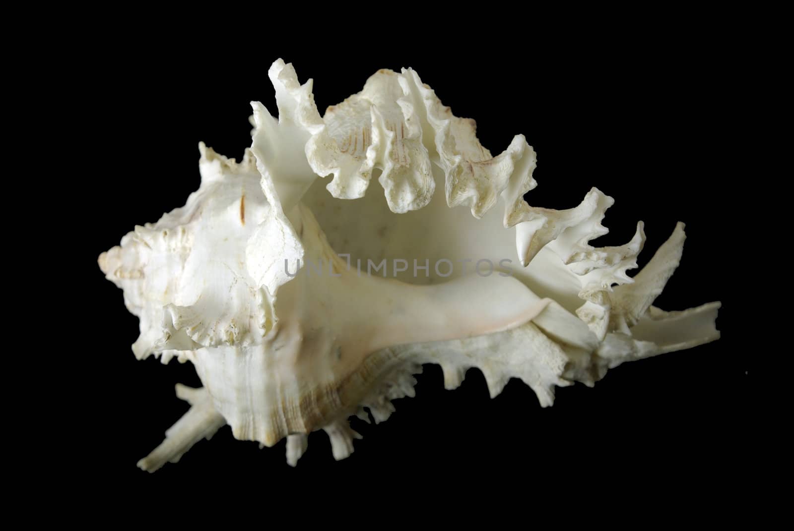 sea shell on the black background