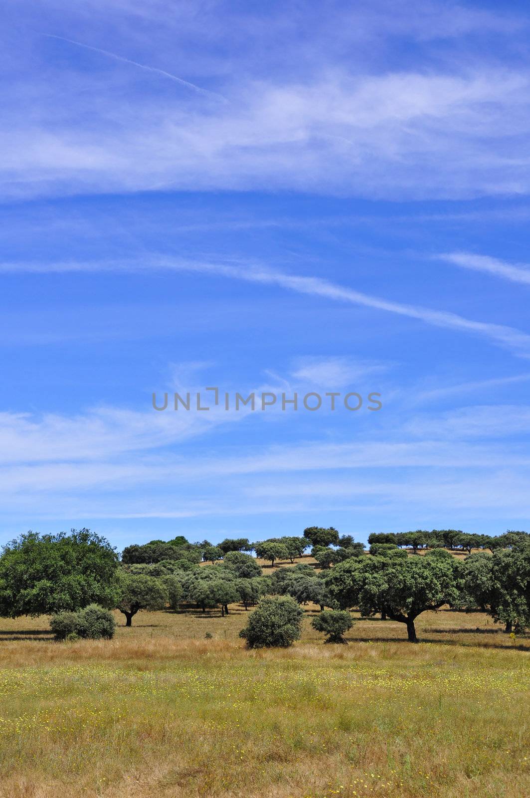 Rural landscape in Alentejo, Portugal