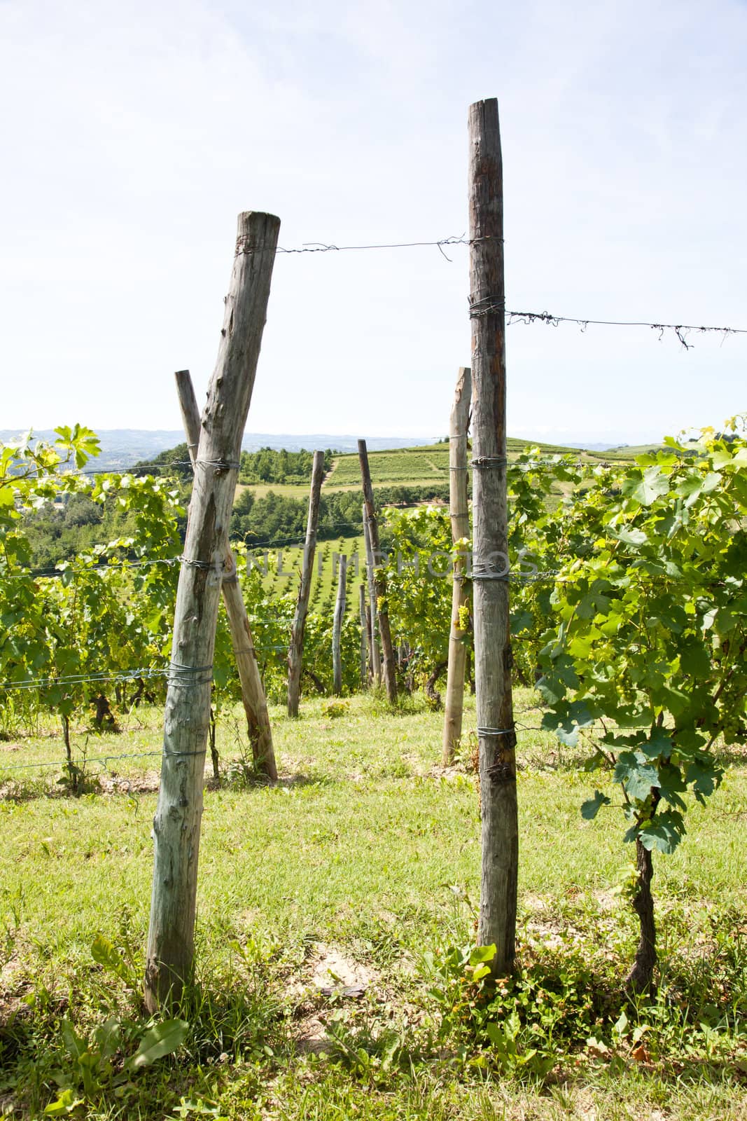 Barbera vineyard during spring season, Monferrato area, Piedmont region, Italy