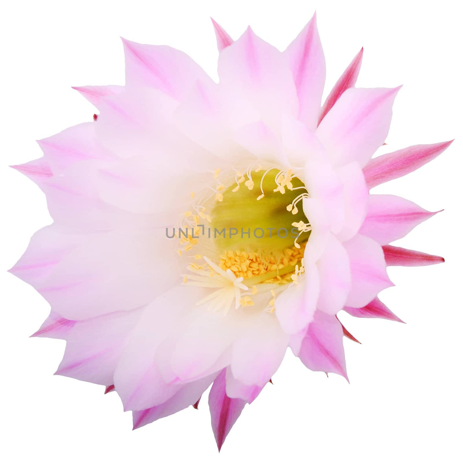 cactus flower isolated over white background