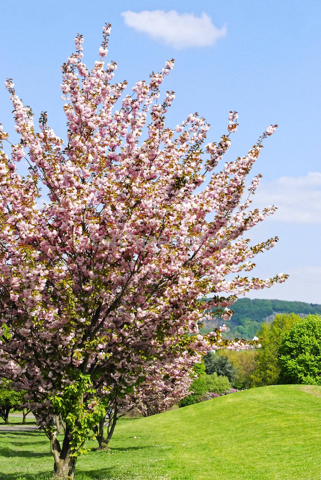 Rheinaue, a leisure park in spring on the banks of the Rhine in Bonn, Germany