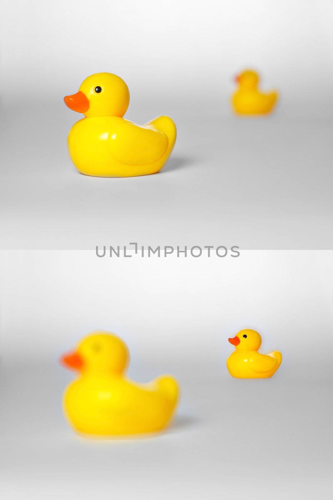 Shows the concept of Depth of Field using two rubber ducks