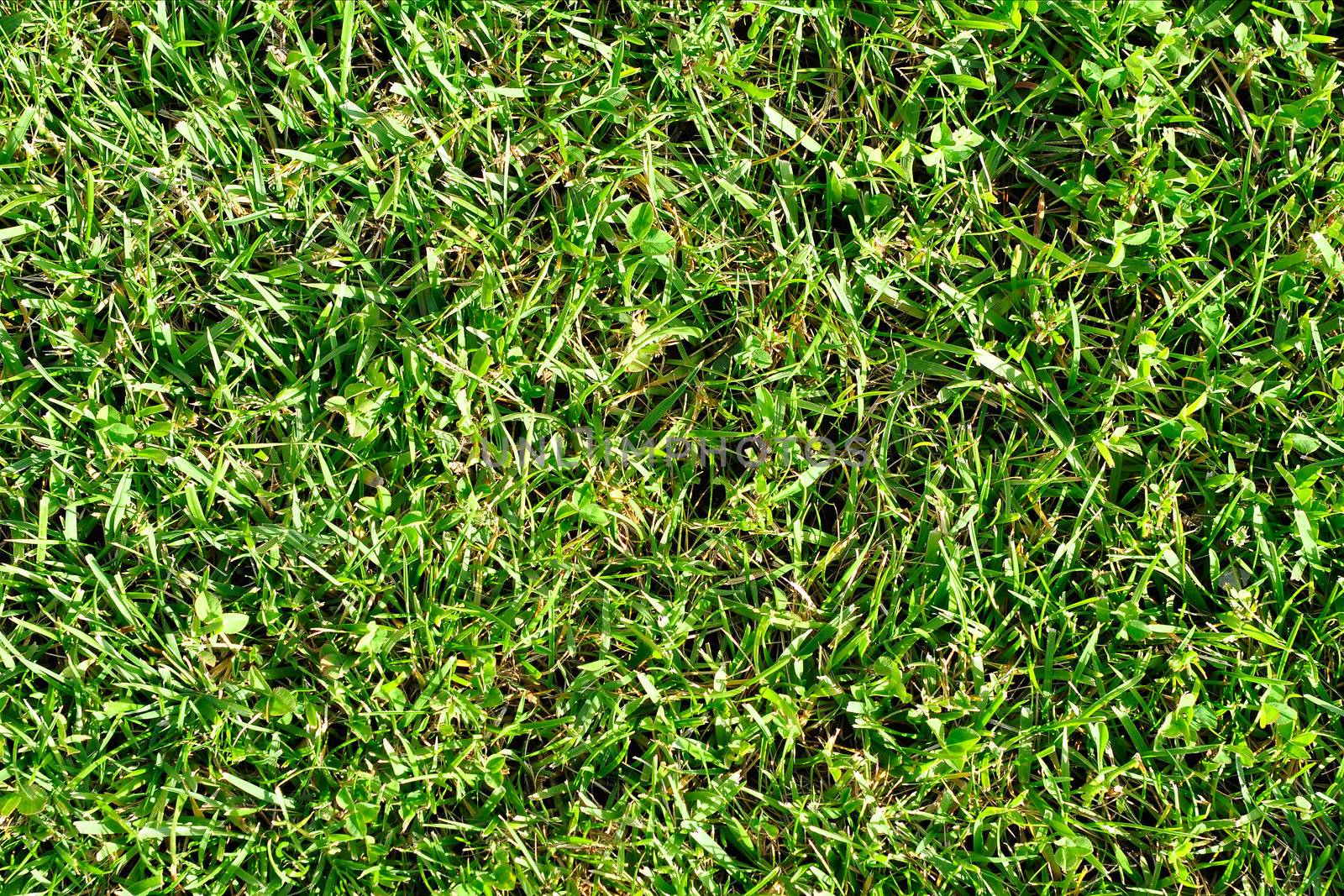 Grass Texture by ruigsantos