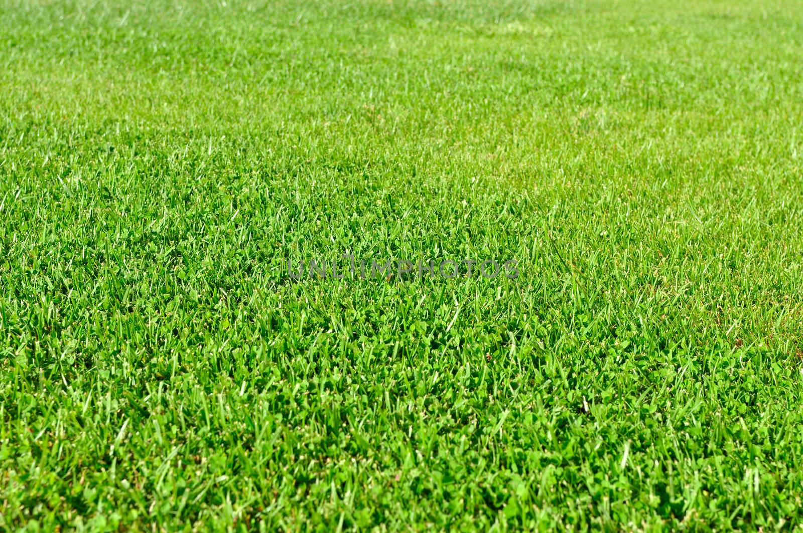A fresh natural grass field, low depth of field, focus on the middle of the frame