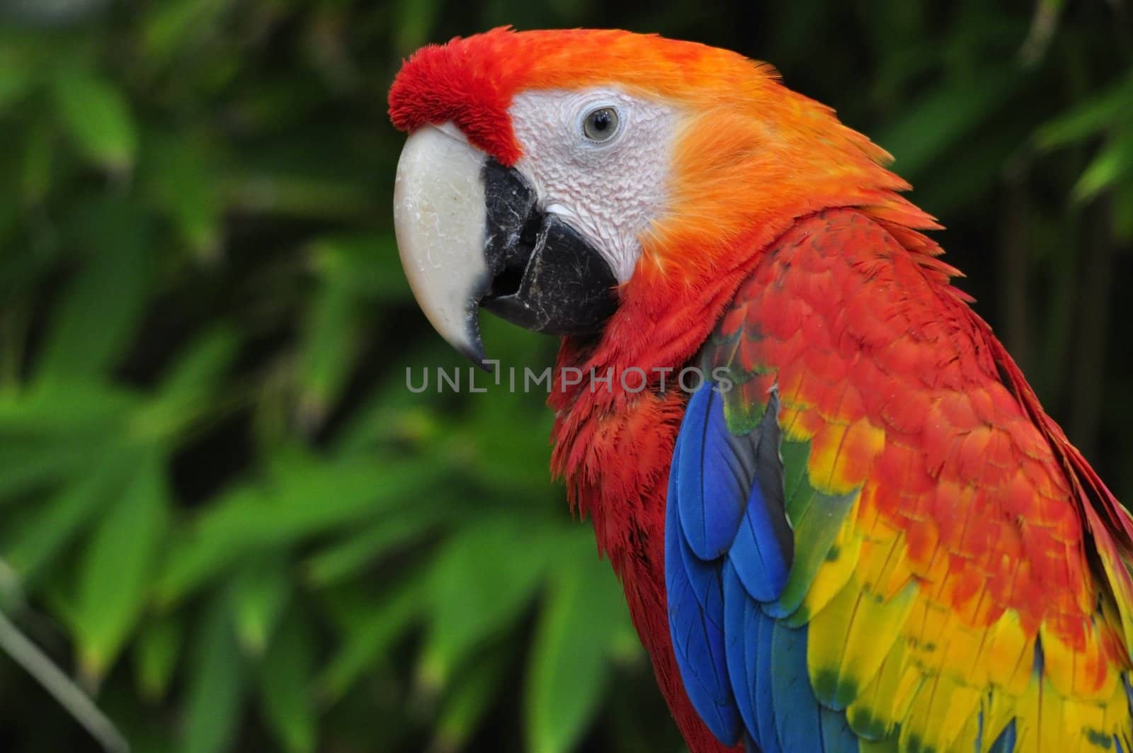 A parrot in a green background
