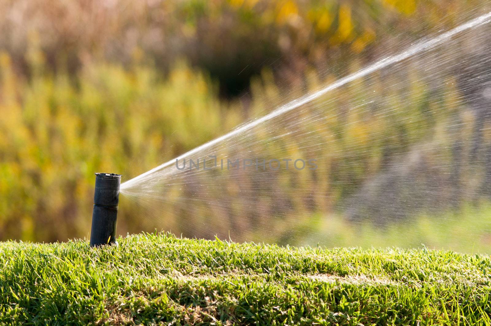 Sprinkler watering a lawn during a sunny day