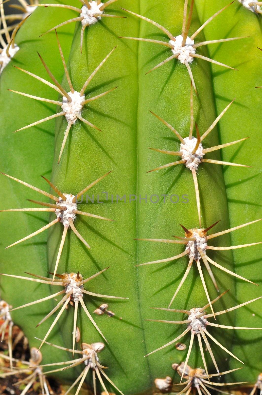 Cactus by ruigsantos