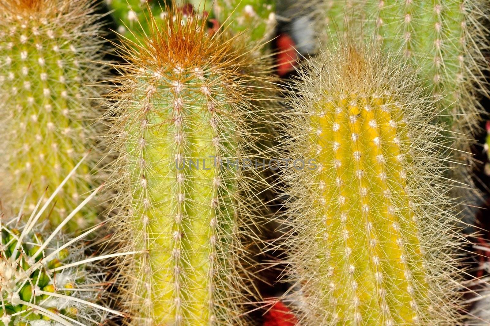 Group of Cactus with big spikes