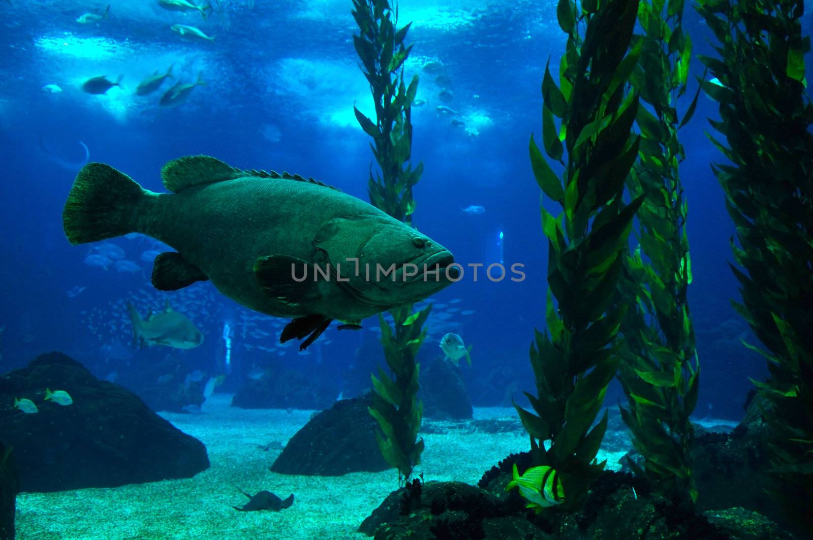 The Potato Cod, Epinephelus tukula (also called potato grouper or potato bass) is an endangered, native fish in Australia and also many other Asian countries, including Malaysia.It can reach a length of two meters (or 6.5 feet) and can weigh as much as 110 kilograms (240 pounds).