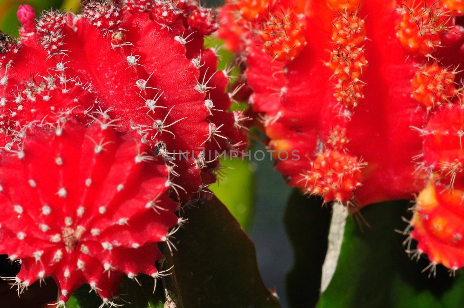 Close up of a red cactus with spikes