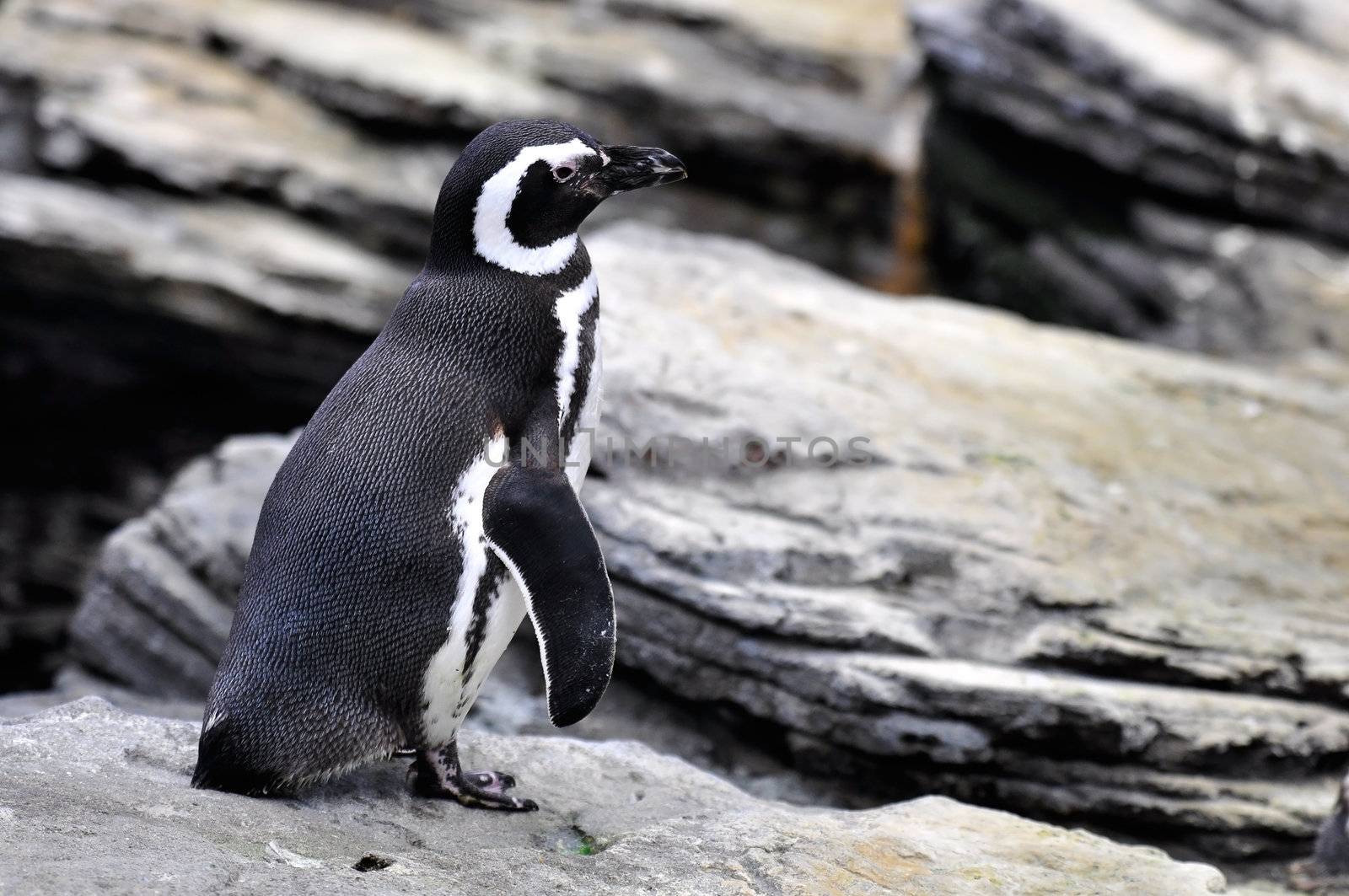 The Magellanic Penguin, Spheniscus magellanicus, is a South American penguin, breeding in coastal Argentina, Chile and the Falkland Islands, with some migrating to Brazil. It is the most numerous of the Spheniscus penguins. Its nearest relatives are the African, the Humboldt and the Galápagos Penguins. They are native to the Strait of Magellan in the cool climate of southern Chile, hence the name's origin.