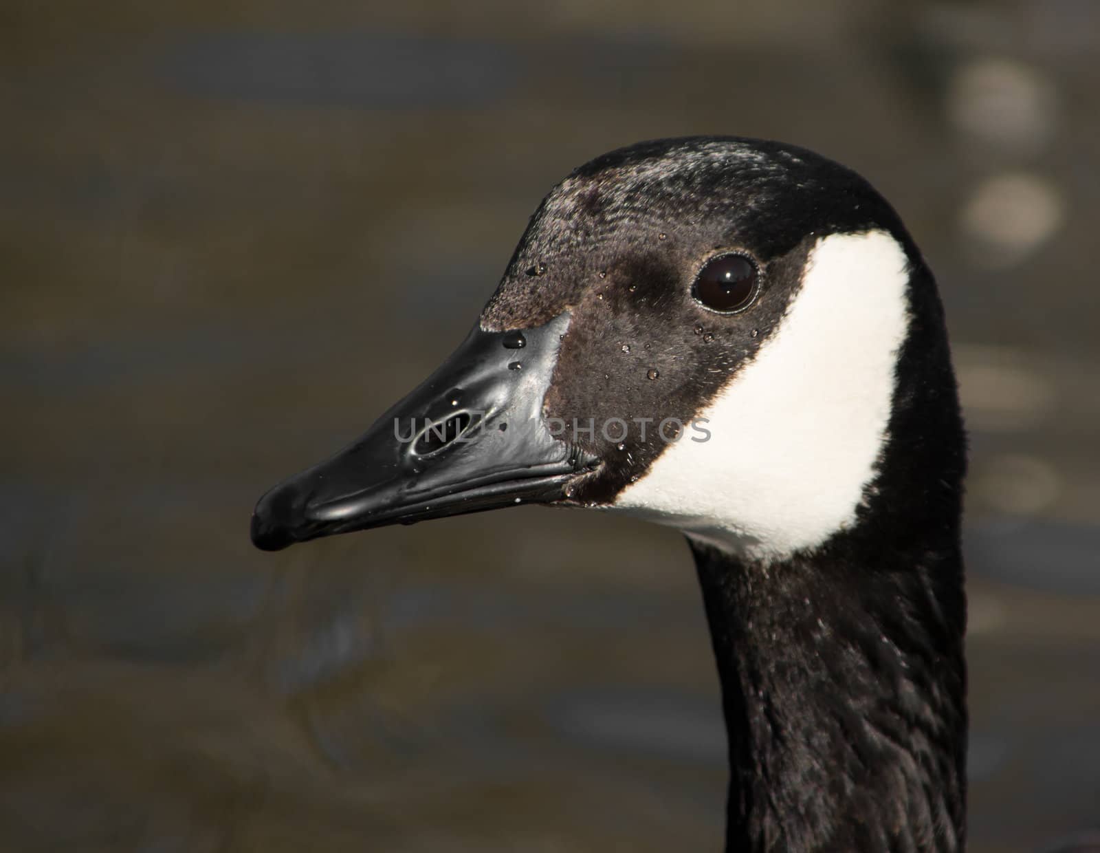 Close up profile view of Canada Goose
