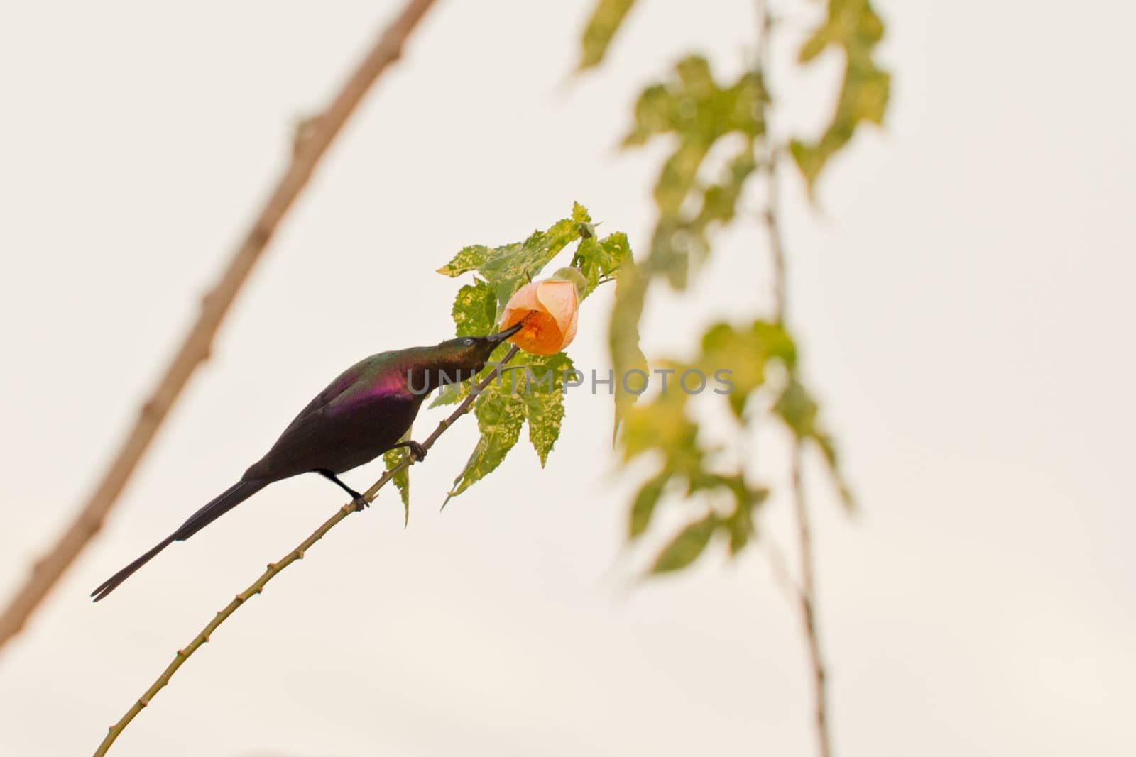 Beautilful bird sucking the nectar of a flower while holding on to a thin twig