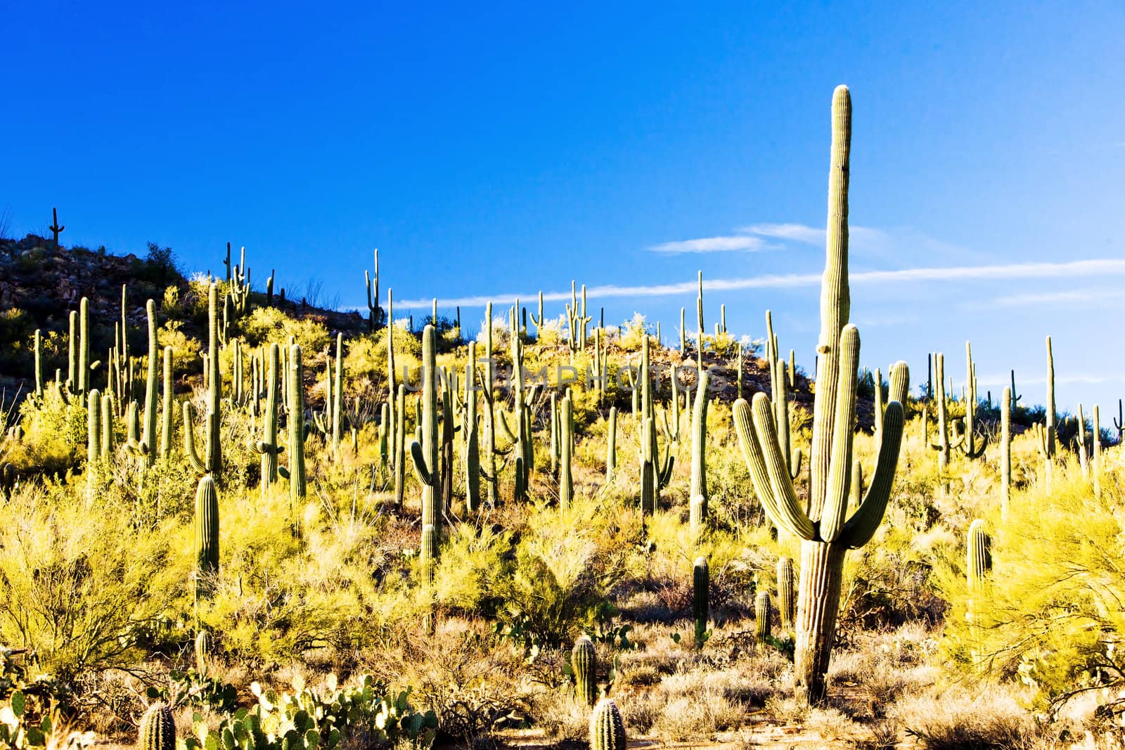 Saguaro National Park, Arizona, USA